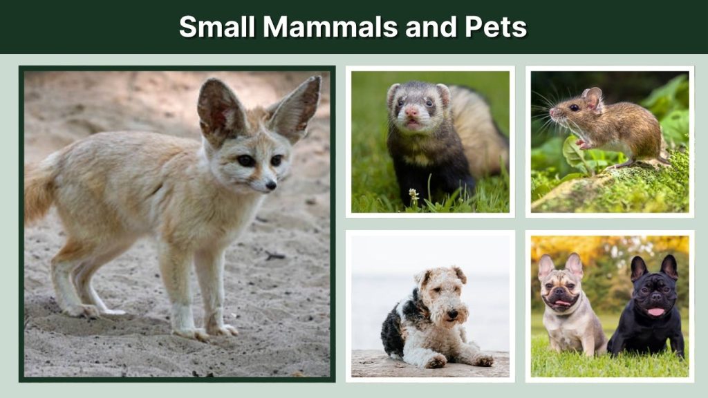 Small Mammals and Pets