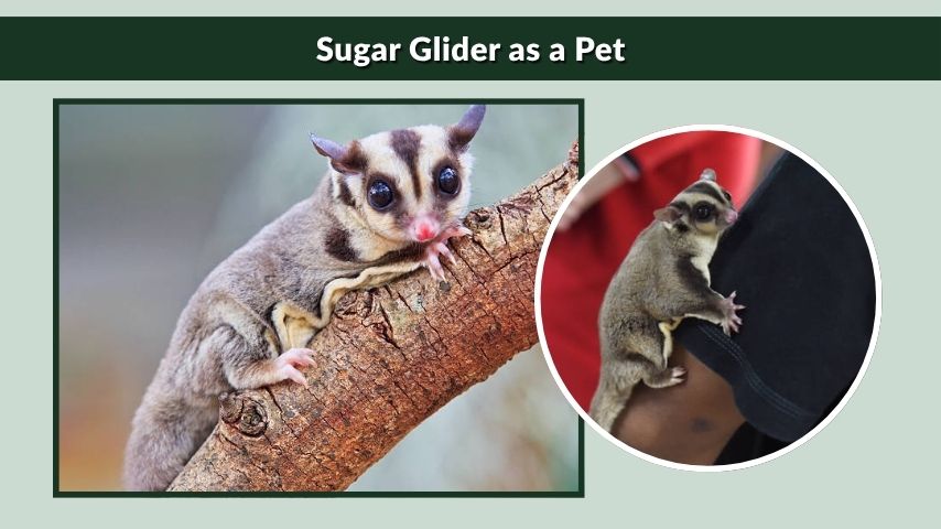 Sugar Glider as a Pet