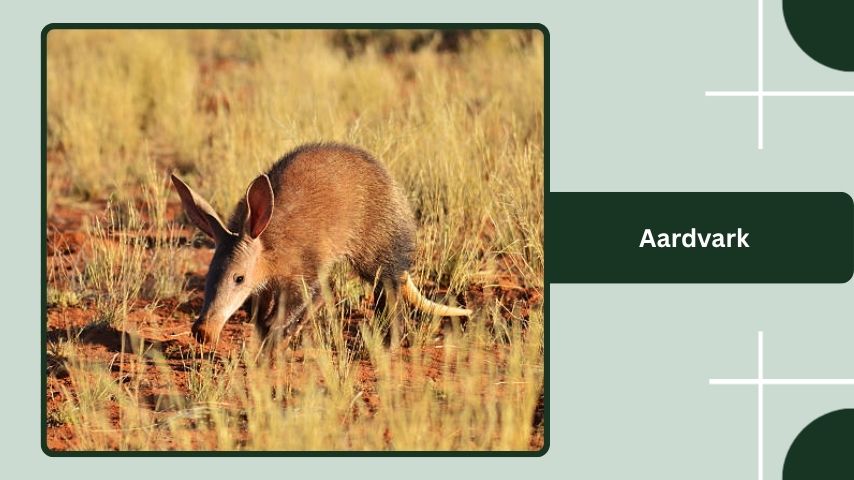 Aardvark