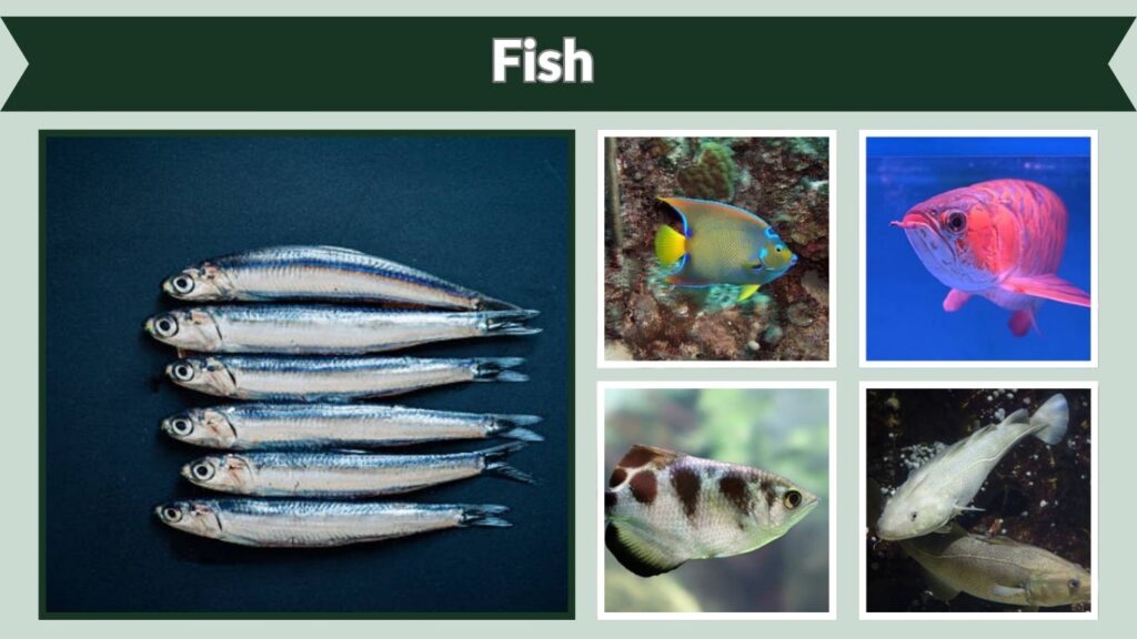 Fish