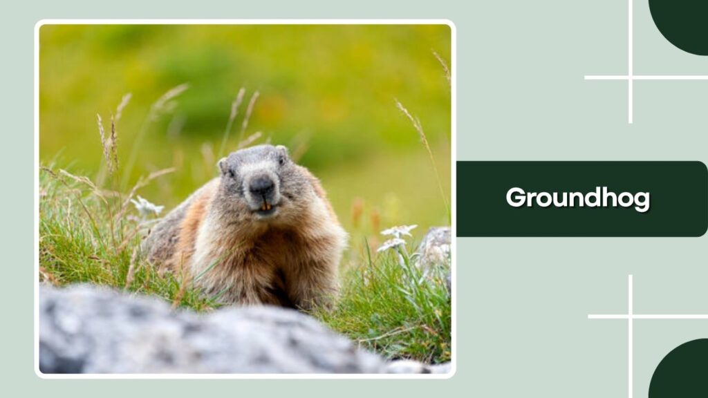 Groundhog