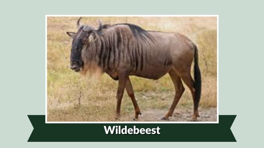 Wildebeest