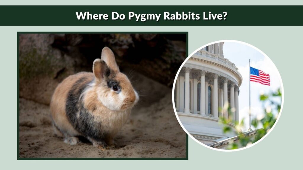 Where Do Pygmy Rabbits Live?