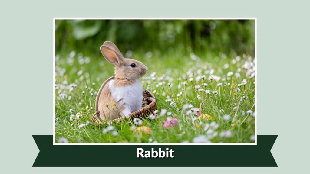 Rabbit