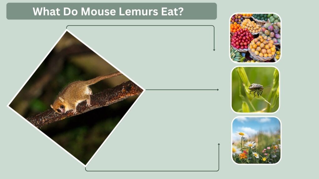What Do Mouse Lemurs Eat?