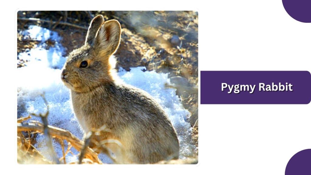 Pygmy Rabbit