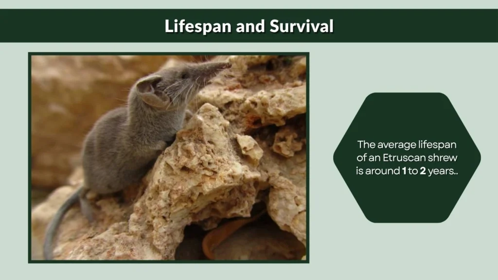 Lifespan and Survival