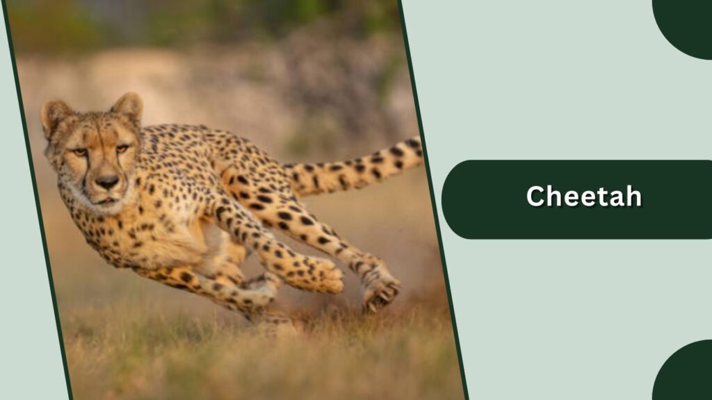 Cheetah