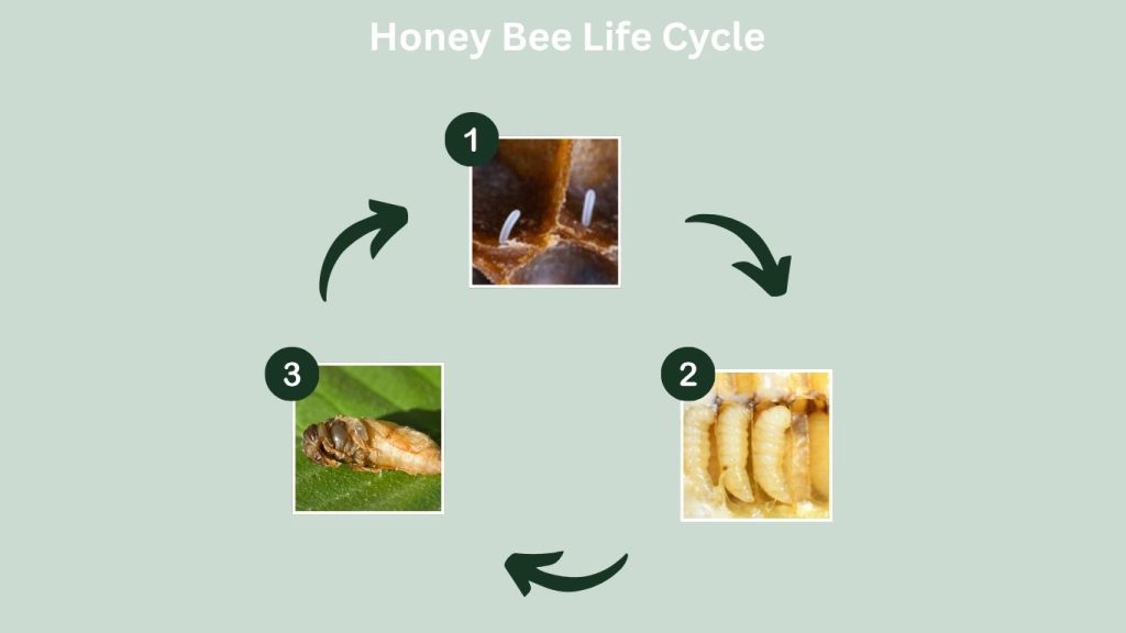 Honey Bee Life Cycle