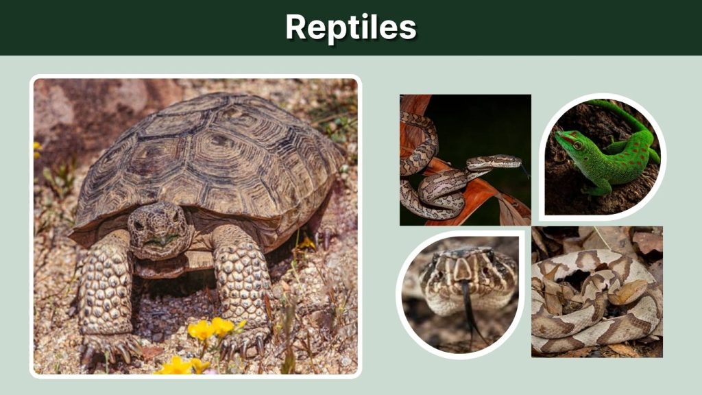 Reptiles