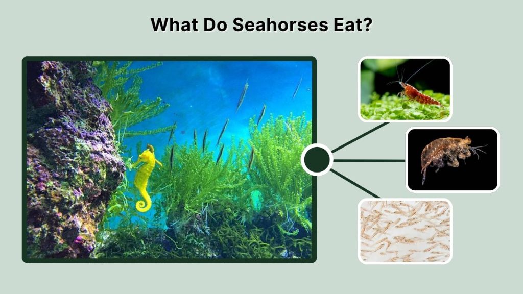 What Do Seahorses Eat?