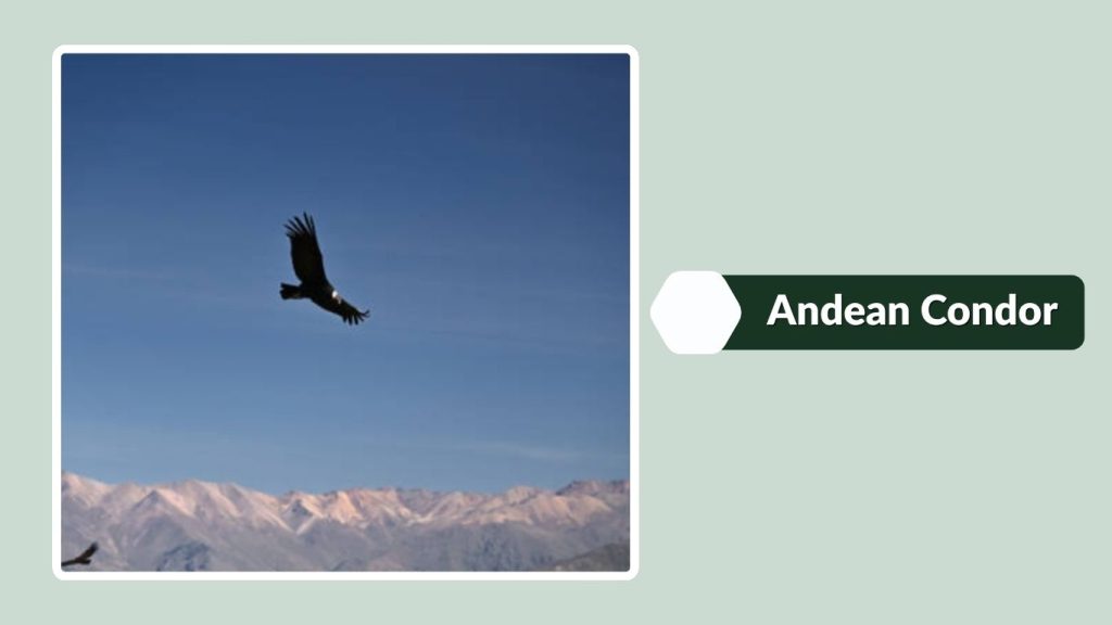 Andean Condor