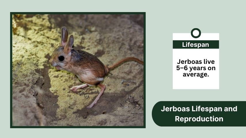 Jerboas Lifespan and Reproduction