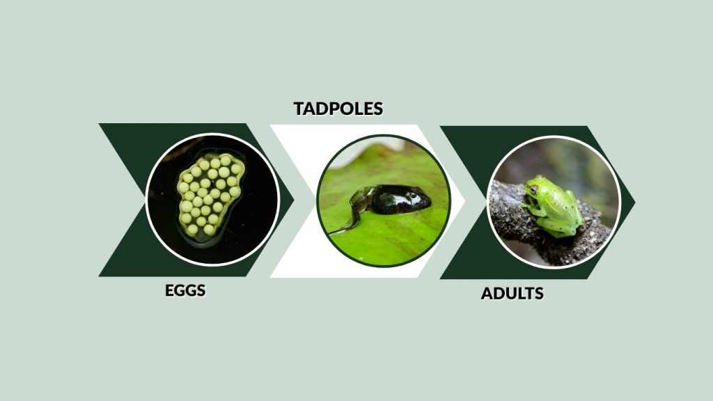 Glass Frogs Life Cycle and Reproduction