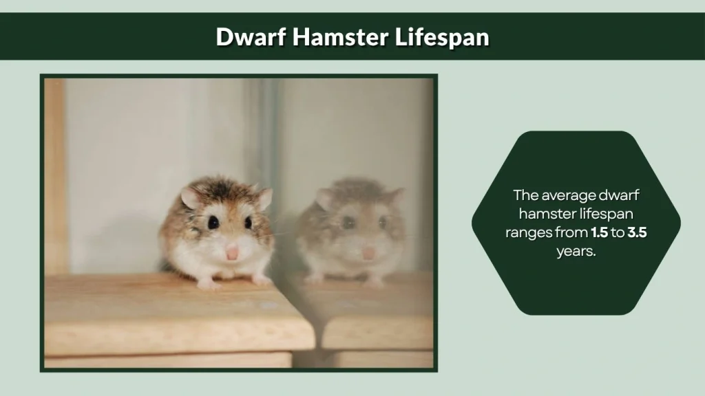 Dwarf Hamster Lifespan
