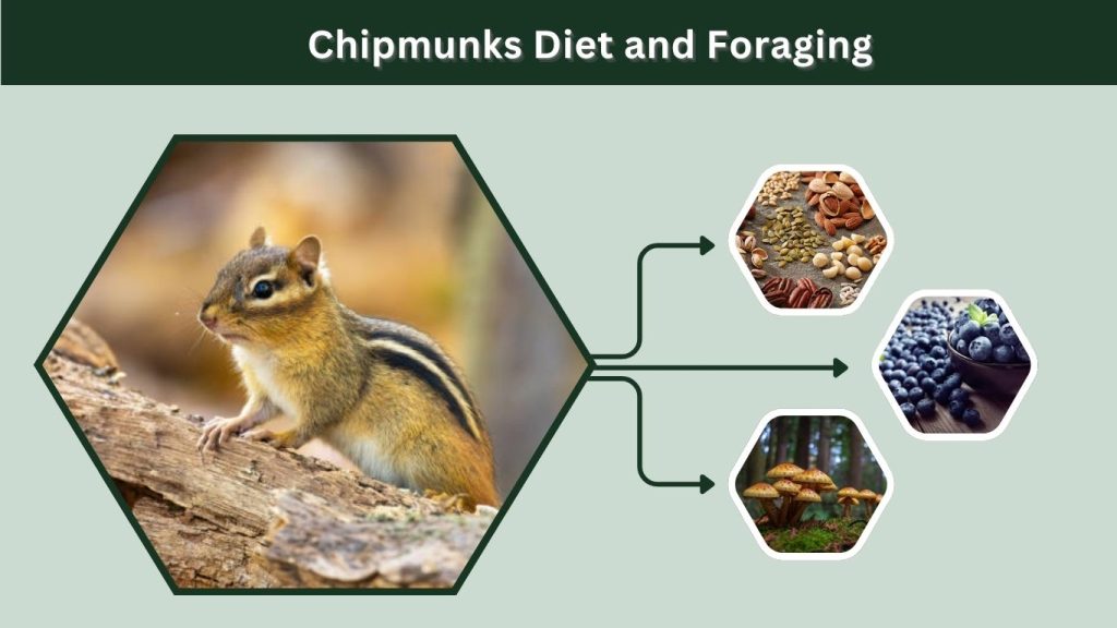 Chipmunks Diet and Foraging