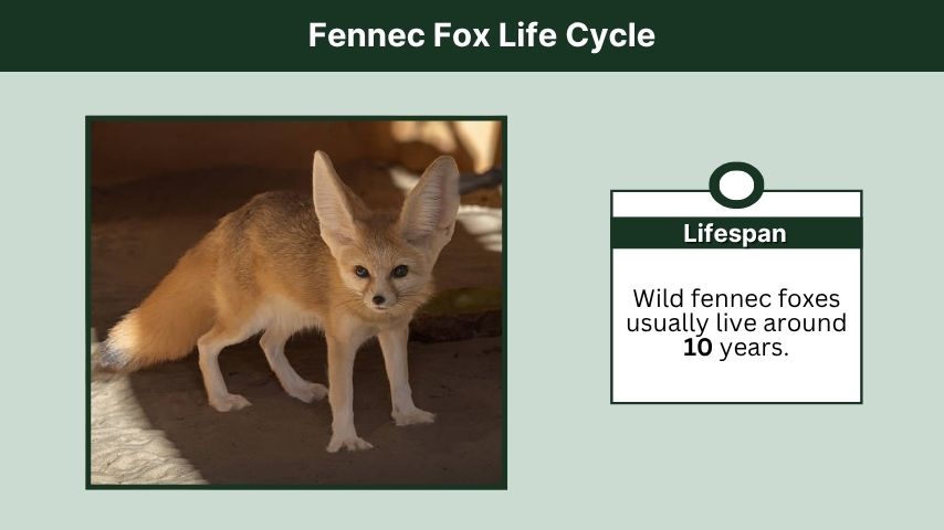Fennec Fox Life Cycle