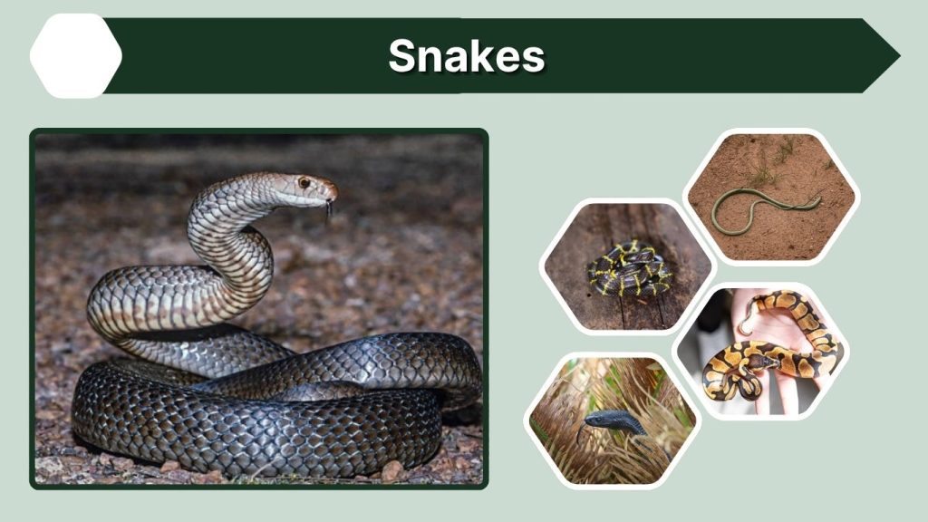 Snakes