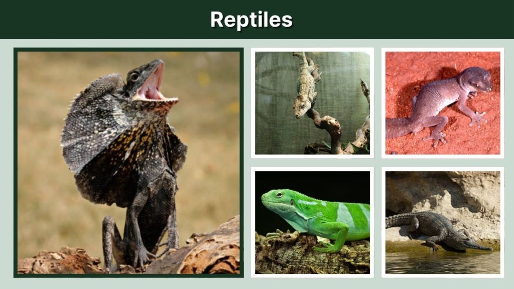 Reptiles