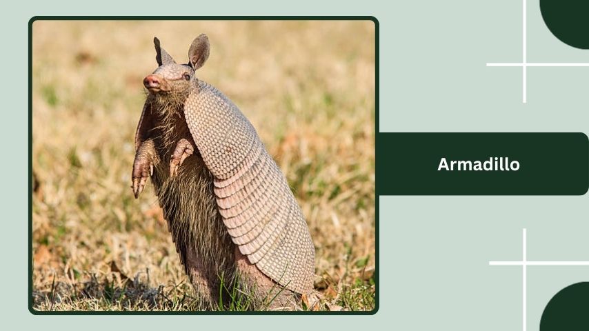 Armadillo
