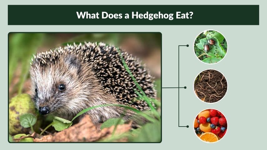 What Does a Hedgehog Eat?