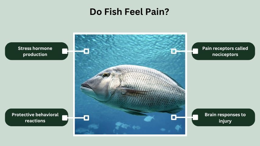 Do Fish Feel Pain?