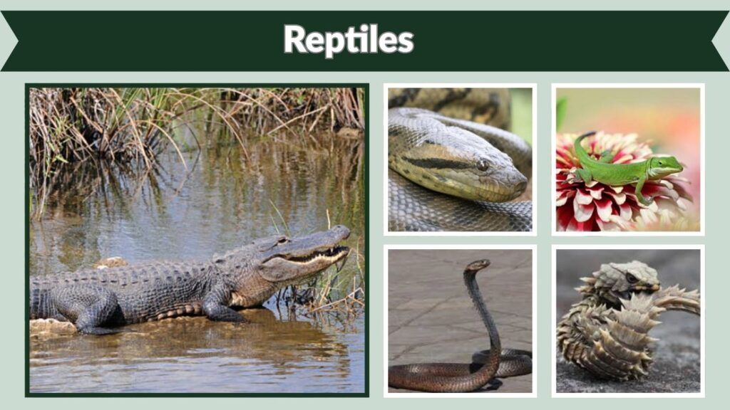 Reptiles