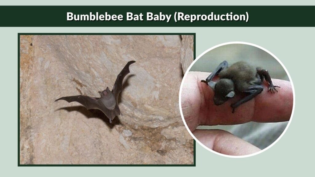 Bumblebee Bat Baby (Reproduction)