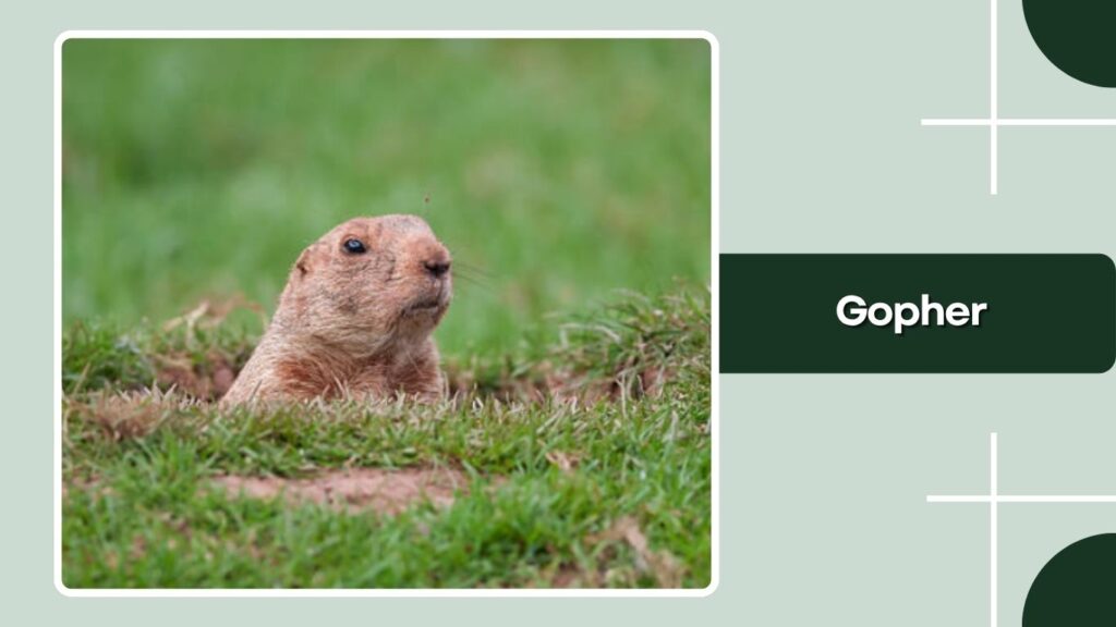 Gopher