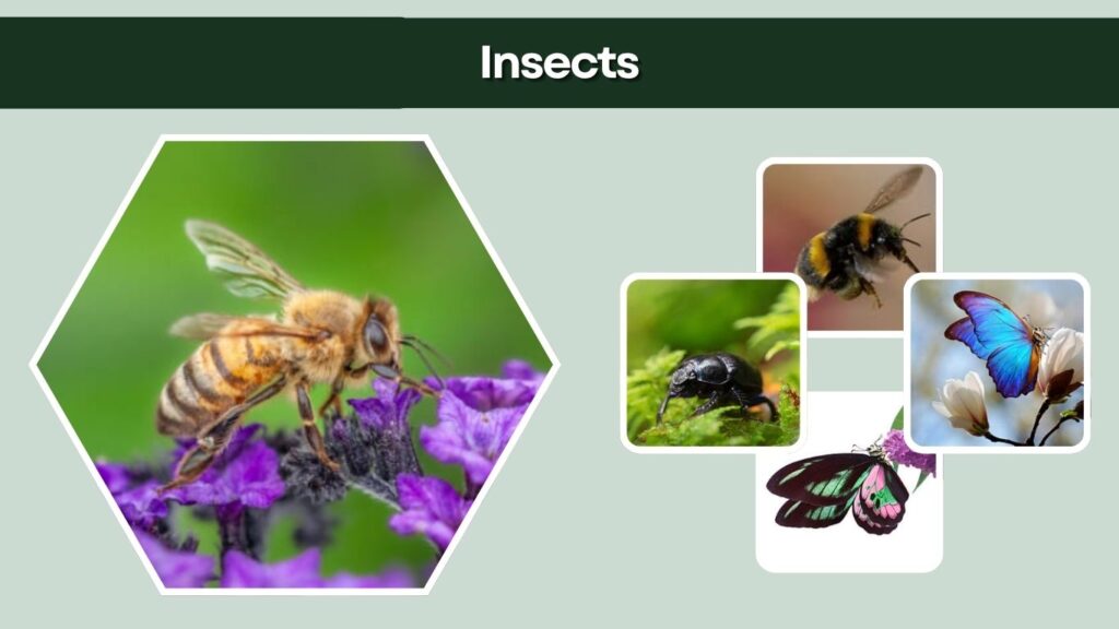 Insects