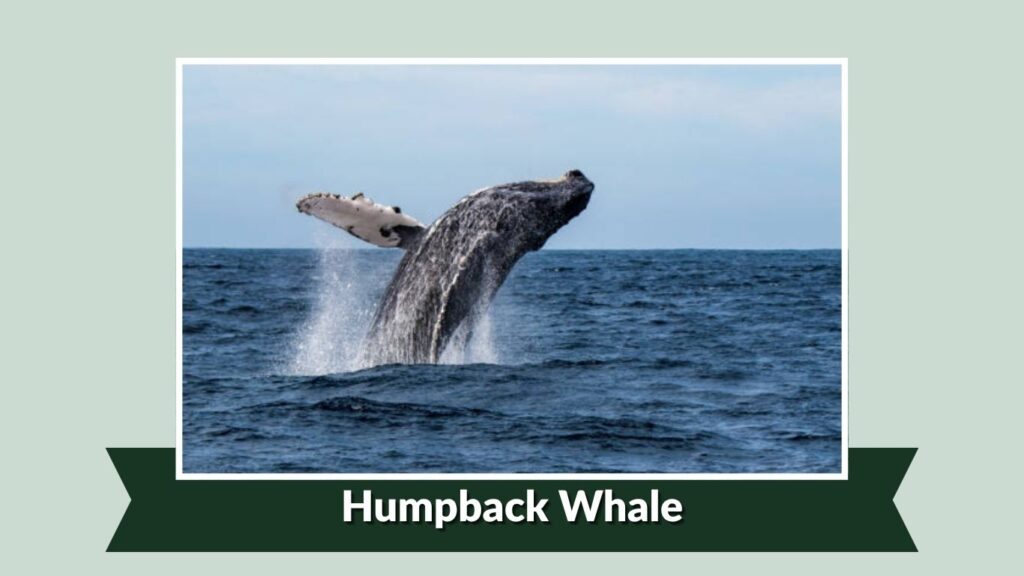  Humpback Whale