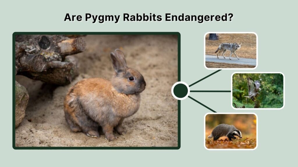 Are Pygmy Rabbits Endangered?