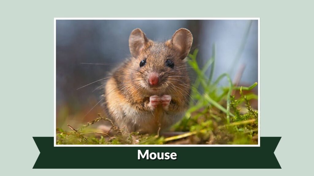Mouse