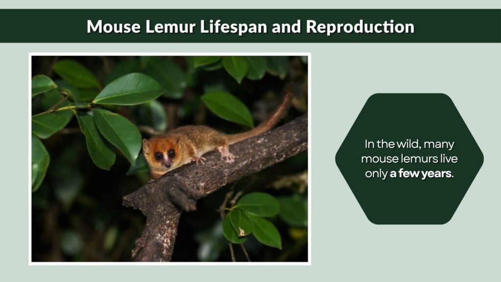 Mouse Lemur Lifespan and Reproduction