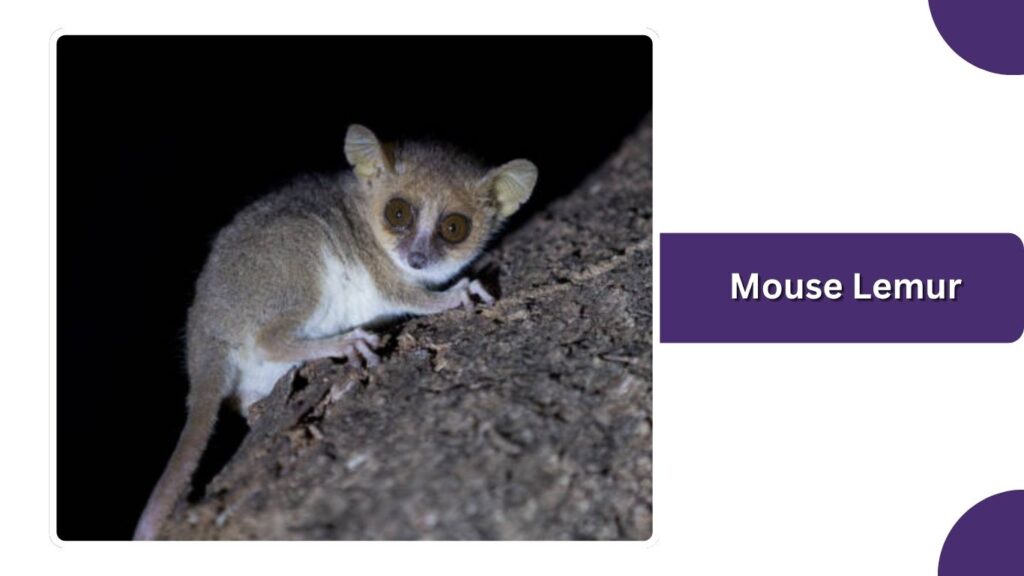 Mouse Lemur