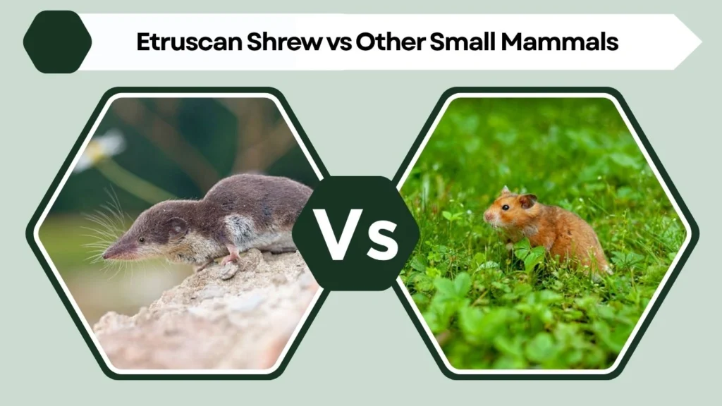 Etruscan Shrew vs Other Small Mammals