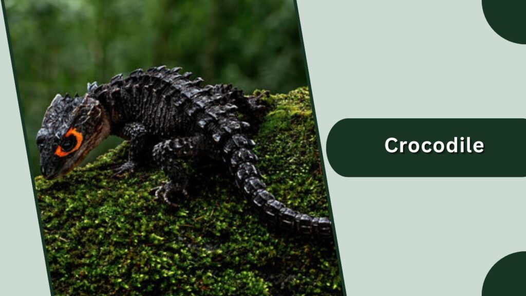 Crocodile