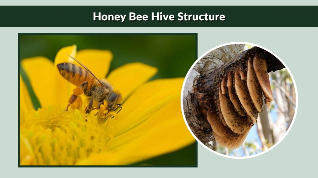 Honey Bee Hive Structure