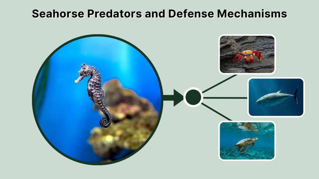 Seahorse Predators and Defense Mechanisms