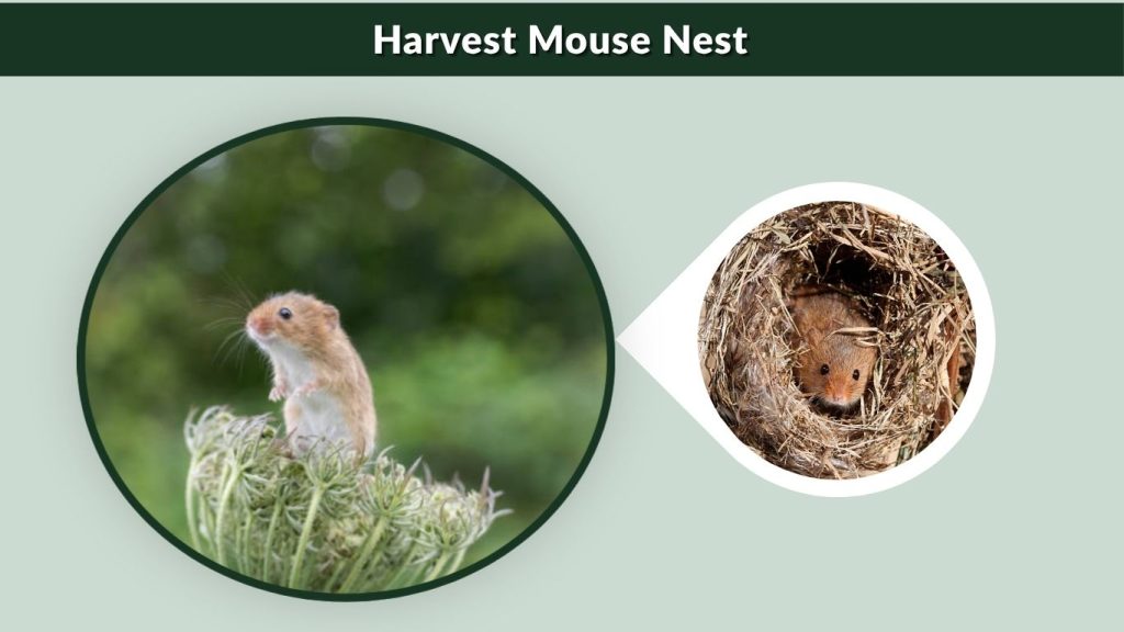 Harvest Mouse Nest