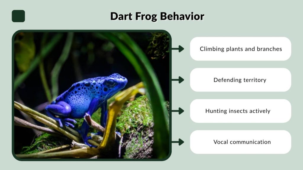 Dart Frog Behavior