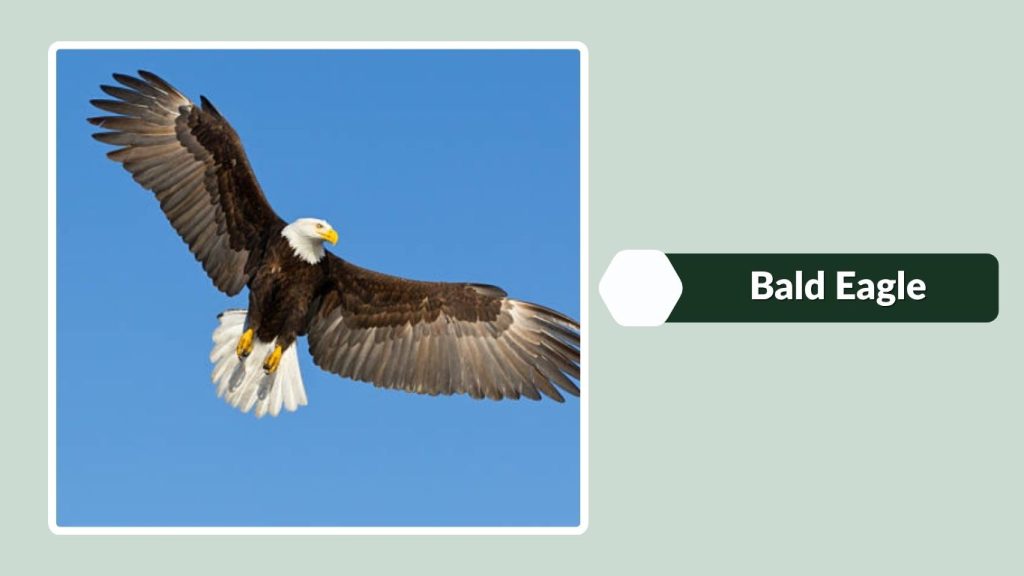Bald Eagle