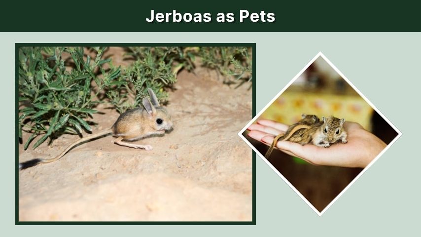Jerboas as Pets