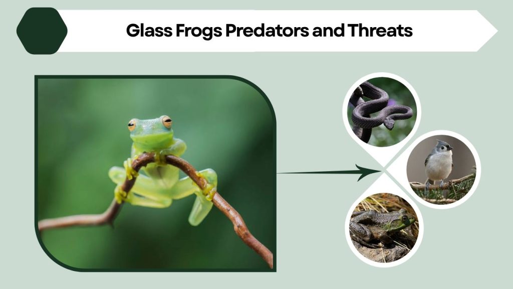 Glass Frogs Predators and Threats