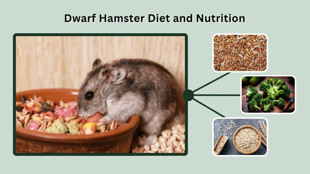 Dwarf Hamster Diet and Nutrition