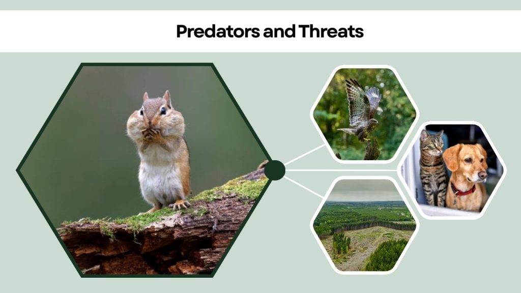 Predators and Threats
