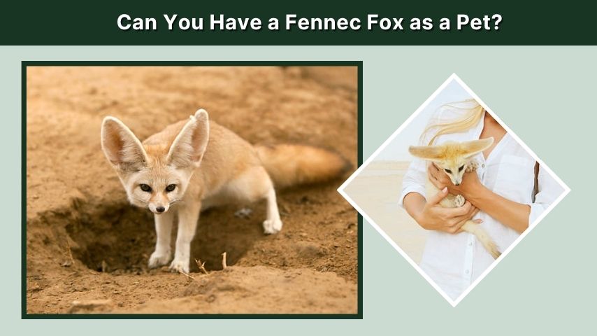 Can You Have a Fennec Fox as a Pet?