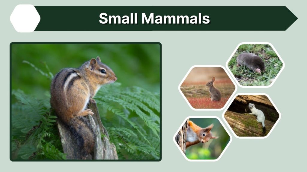 Small Mammals
