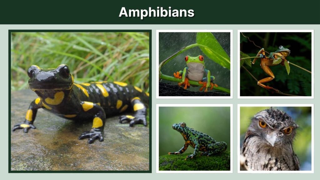 Amphibians