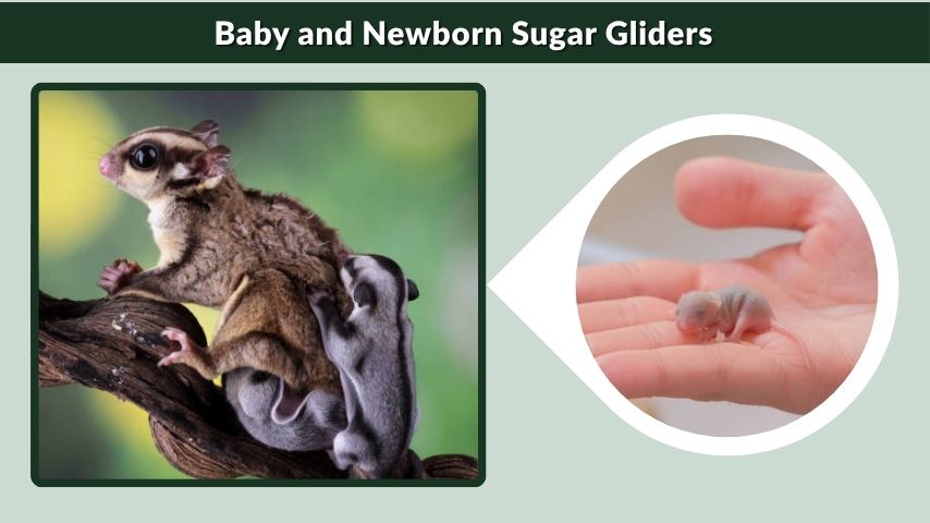 Baby and Newborn Sugar Gliders